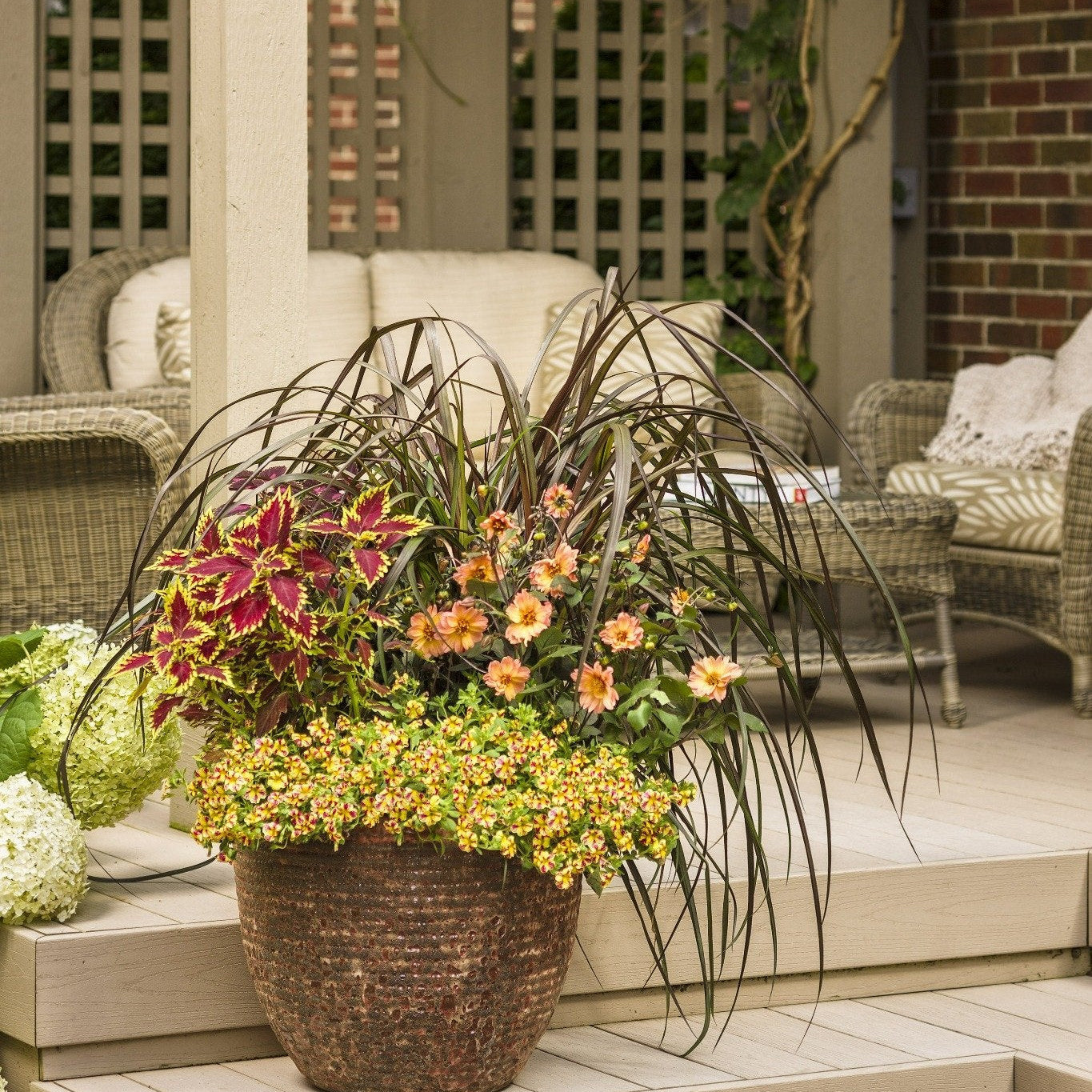 ColorBlaze Royale Apple Brandy Coleus in use.