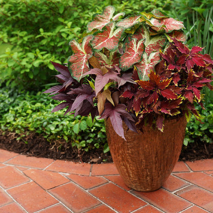 ColorBlaze Royale Apple Brandy Coleus in use.