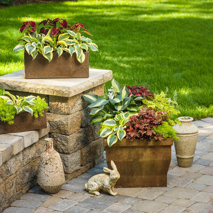ColorBlaze Royale Apple Brandy Coleus in use.