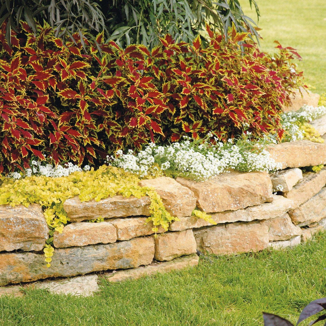 ColorBlaze Royale Apple Brandy Coleus in use.