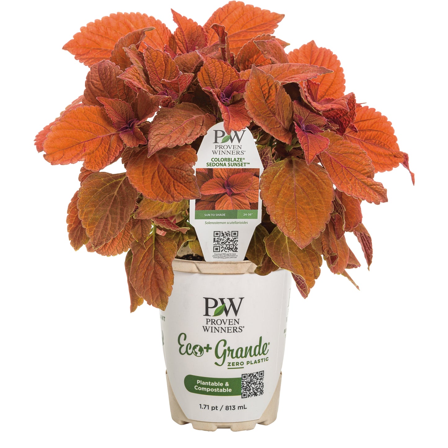 ColorBlaze® Sedona Sunset® Coleus (scutellarioides)