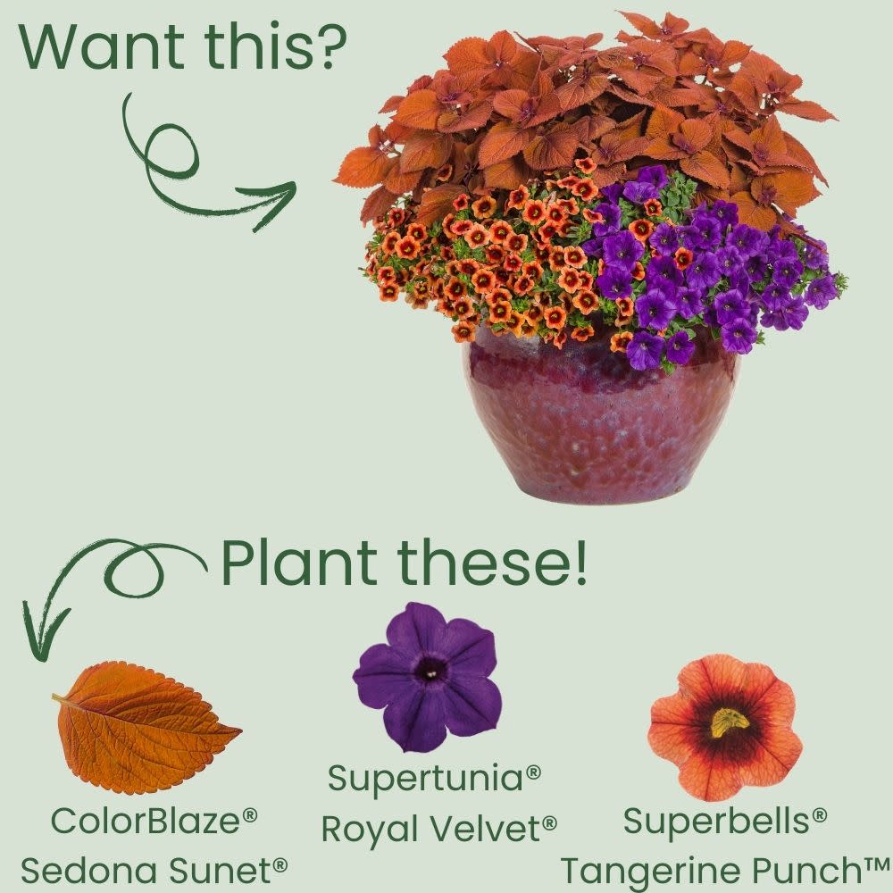 ColorBlaze® Sedona Sunset® Coleus (scutellarioides)
