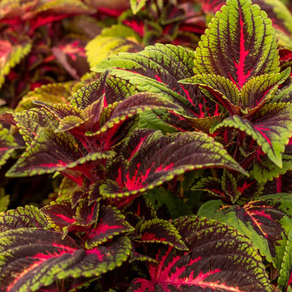 ColorBlaze® Torchlight® Coleus (scutellarioides)