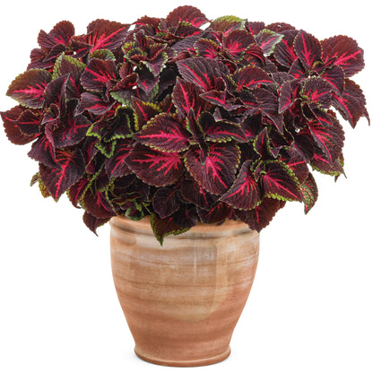 Limited Edition Royale™ | ColorBlaze® Torchlight® Coleus (scutellarioides)