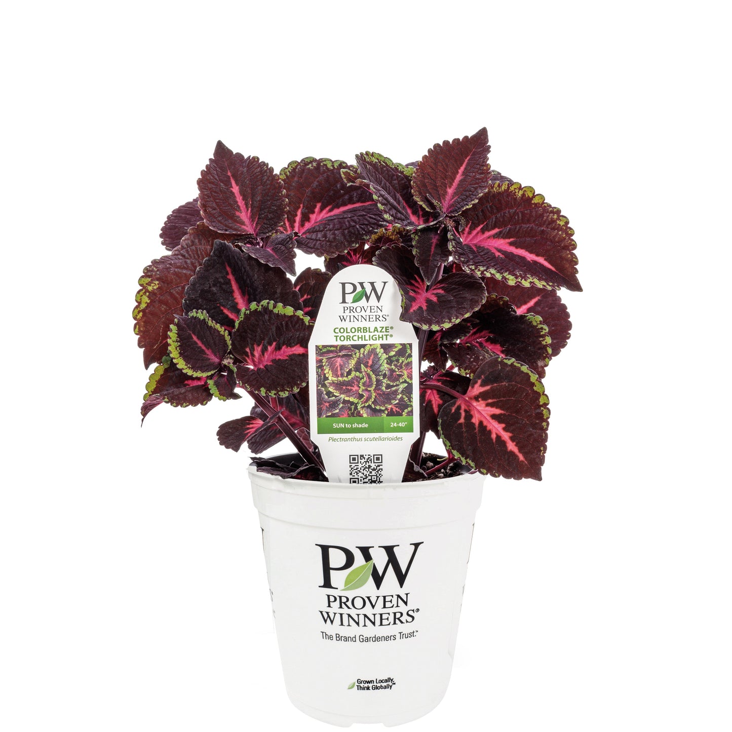 Limited Edition Royale™ | ColorBlaze® Torchlight® Coleus (scutellarioides)