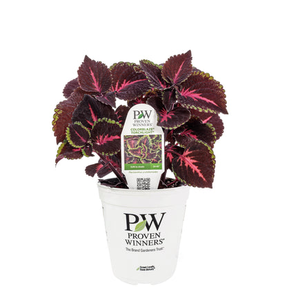 Limited Edition Royale™ | ColorBlaze® Torchlight® Coleus (scutellarioides)