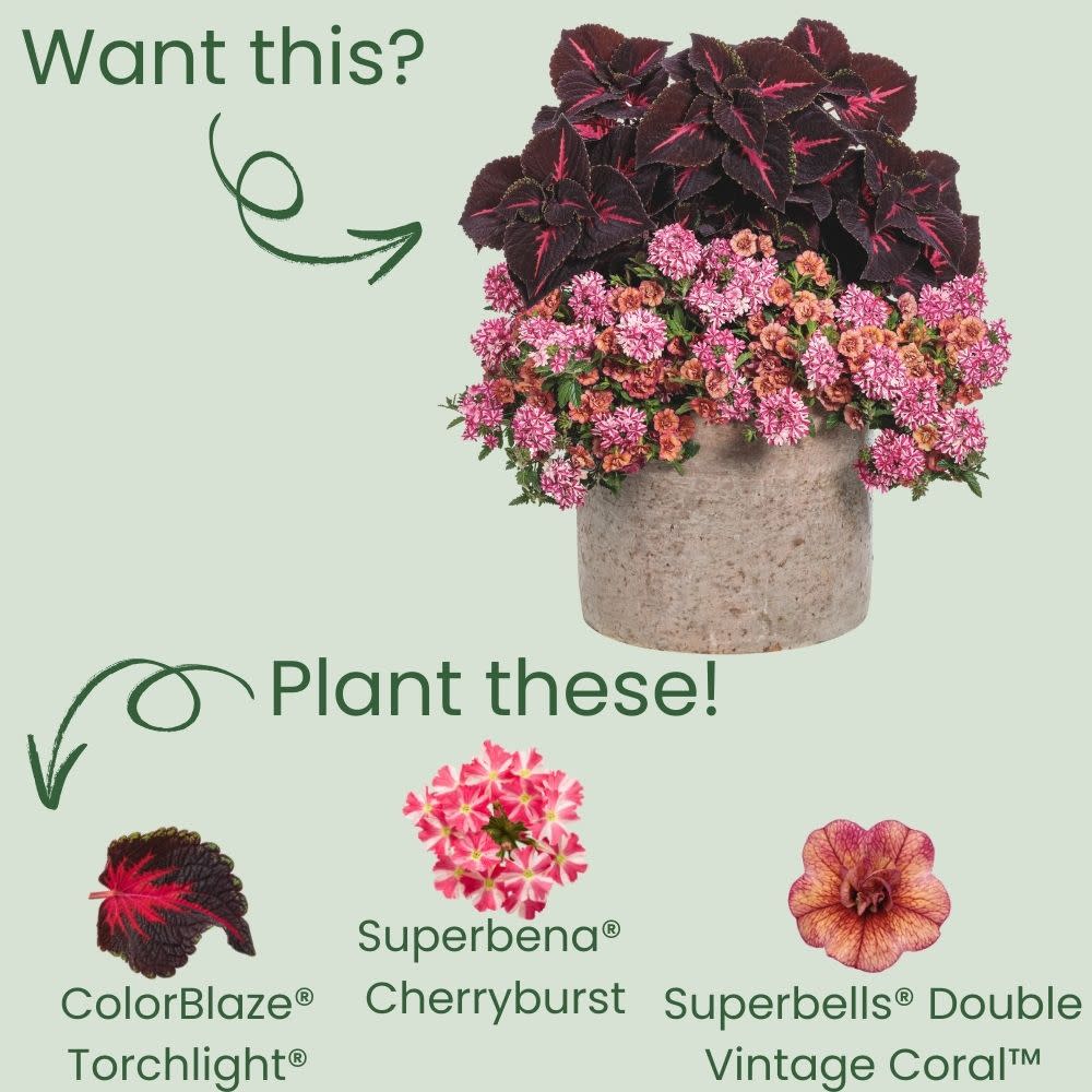 Limited Edition Royale™ | ColorBlaze® Torchlight® Coleus (scutellarioides)