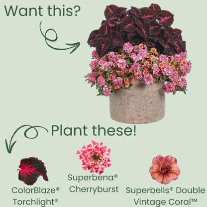 Limited Edition Royale™ | ColorBlaze® Torchlight® Coleus (scutellarioides)