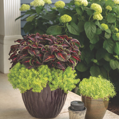 ColorBlaze® Torchlight® Coleus (scutellarioides)