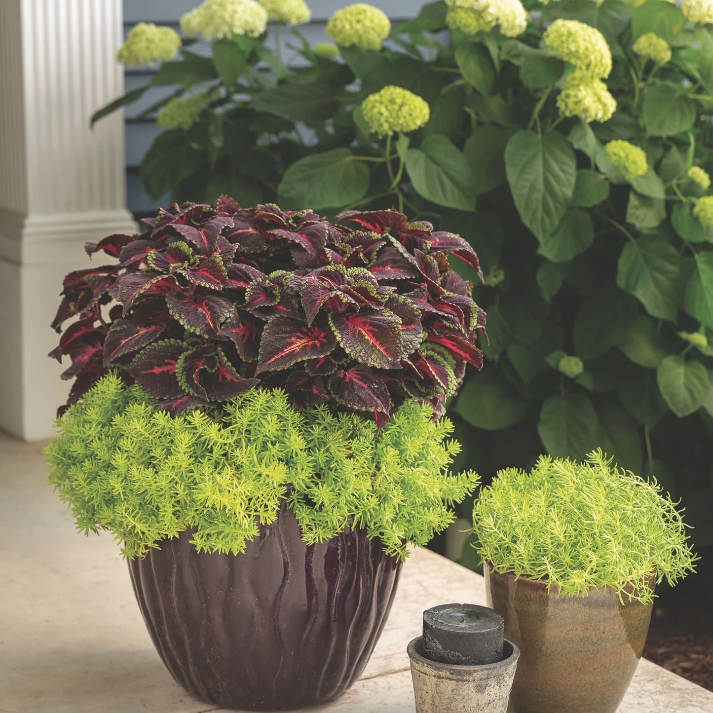 Limited Edition Royale™ | ColorBlaze® Torchlight® Coleus (scutellarioides)