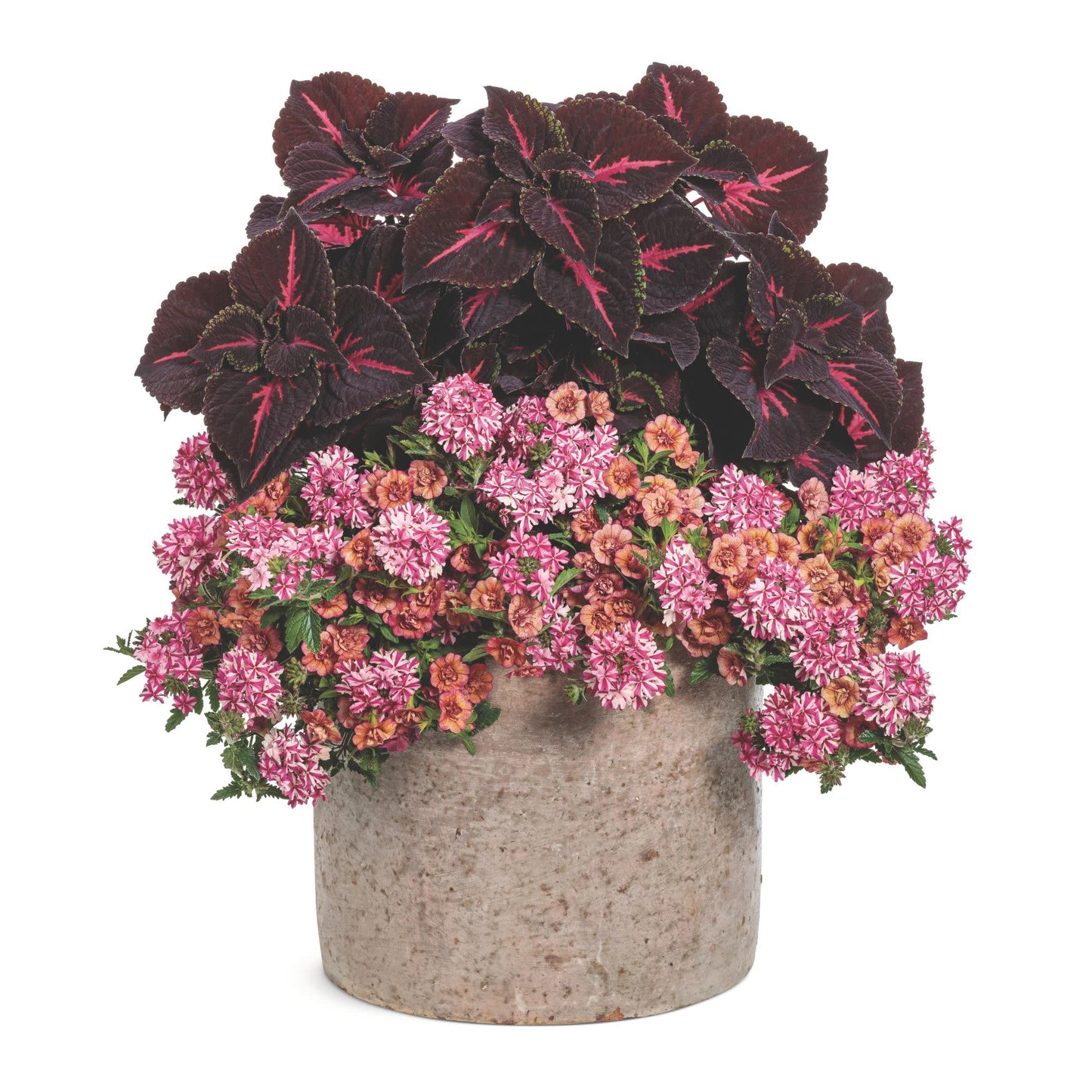 ColorBlaze® Torchlight® Coleus (scutellarioides)