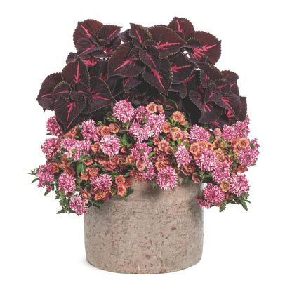 Limited Edition Royale™ | ColorBlaze® Torchlight® Coleus (scutellarioides)