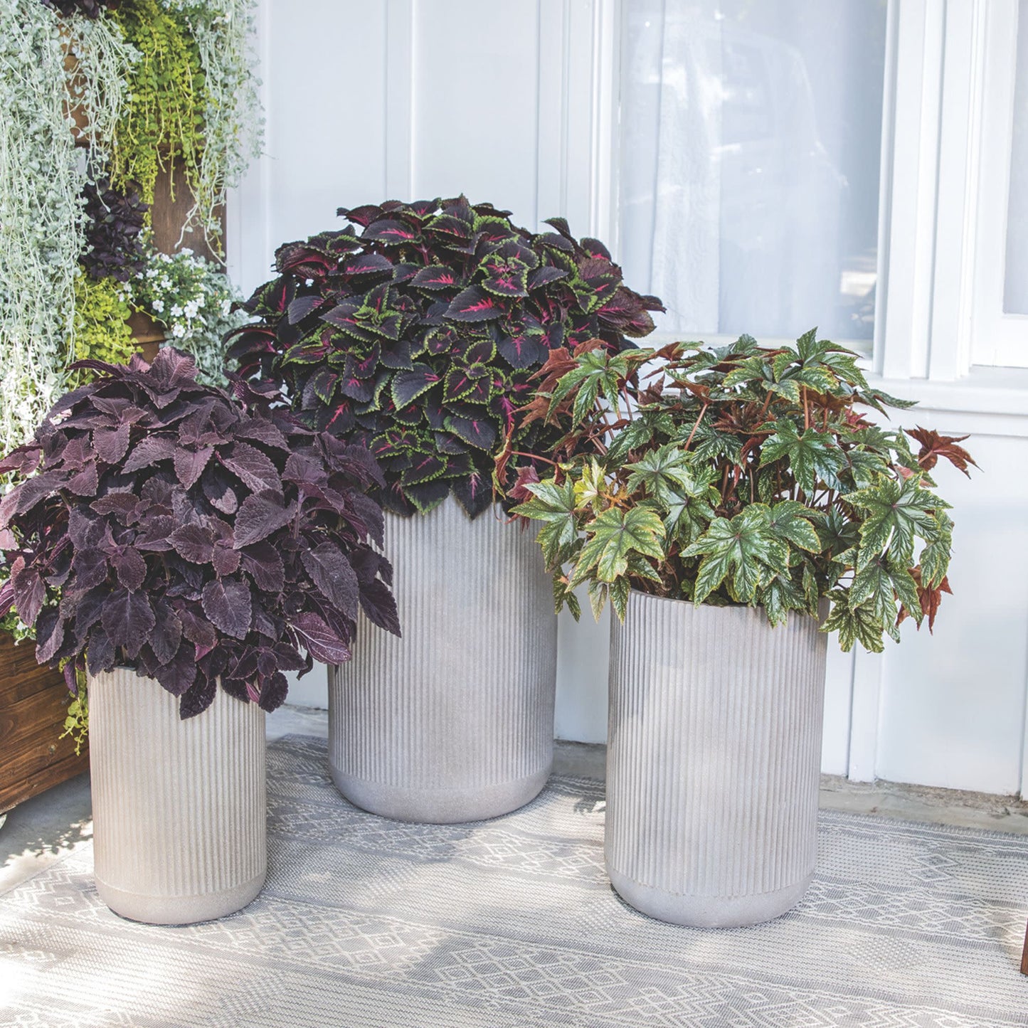 ColorBlaze® Torchlight® Coleus (scutellarioides)