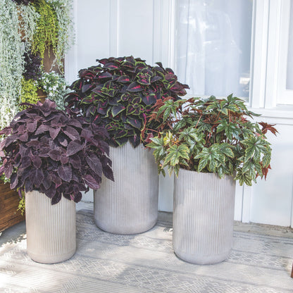 ColorBlaze® Torchlight® Coleus (scutellarioides)