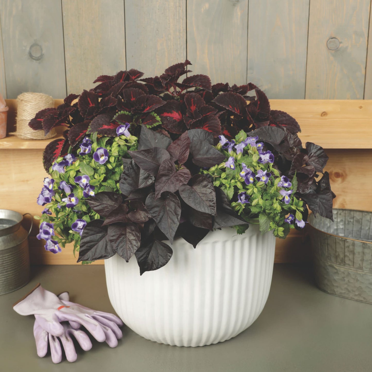 Limited Edition Royale™ | ColorBlaze® Torchlight® Coleus (scutellarioides)