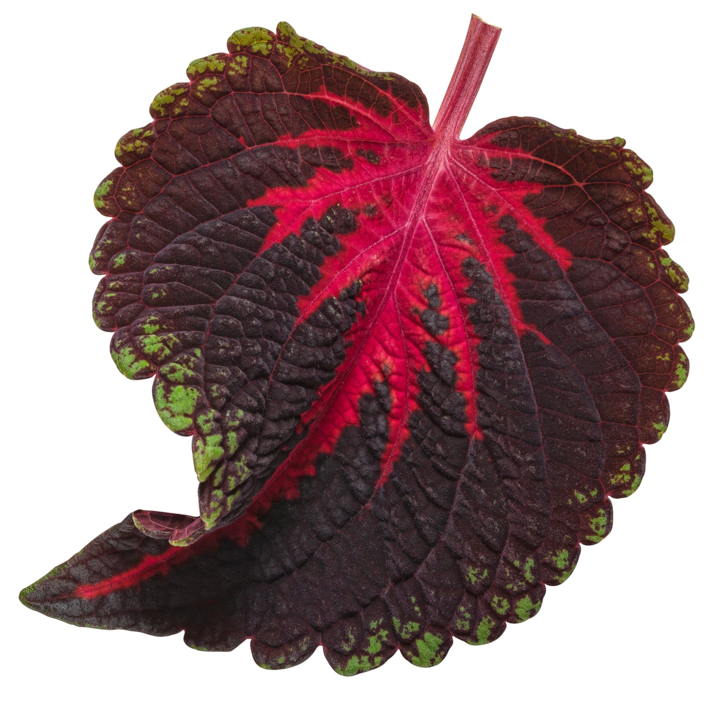 Limited Edition Royale™ | ColorBlaze® Torchlight® Coleus (scutellarioides)