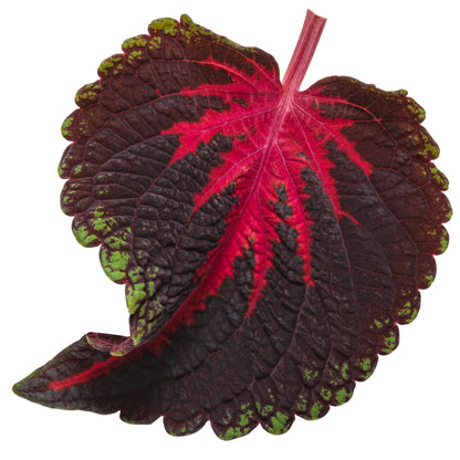 Limited Edition Royale™ | ColorBlaze® Torchlight® Coleus (scutellarioides)
