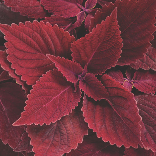 Limited Edition Royale™ | ColorBlaze® Rediculous® Coleus (scutellarioides)