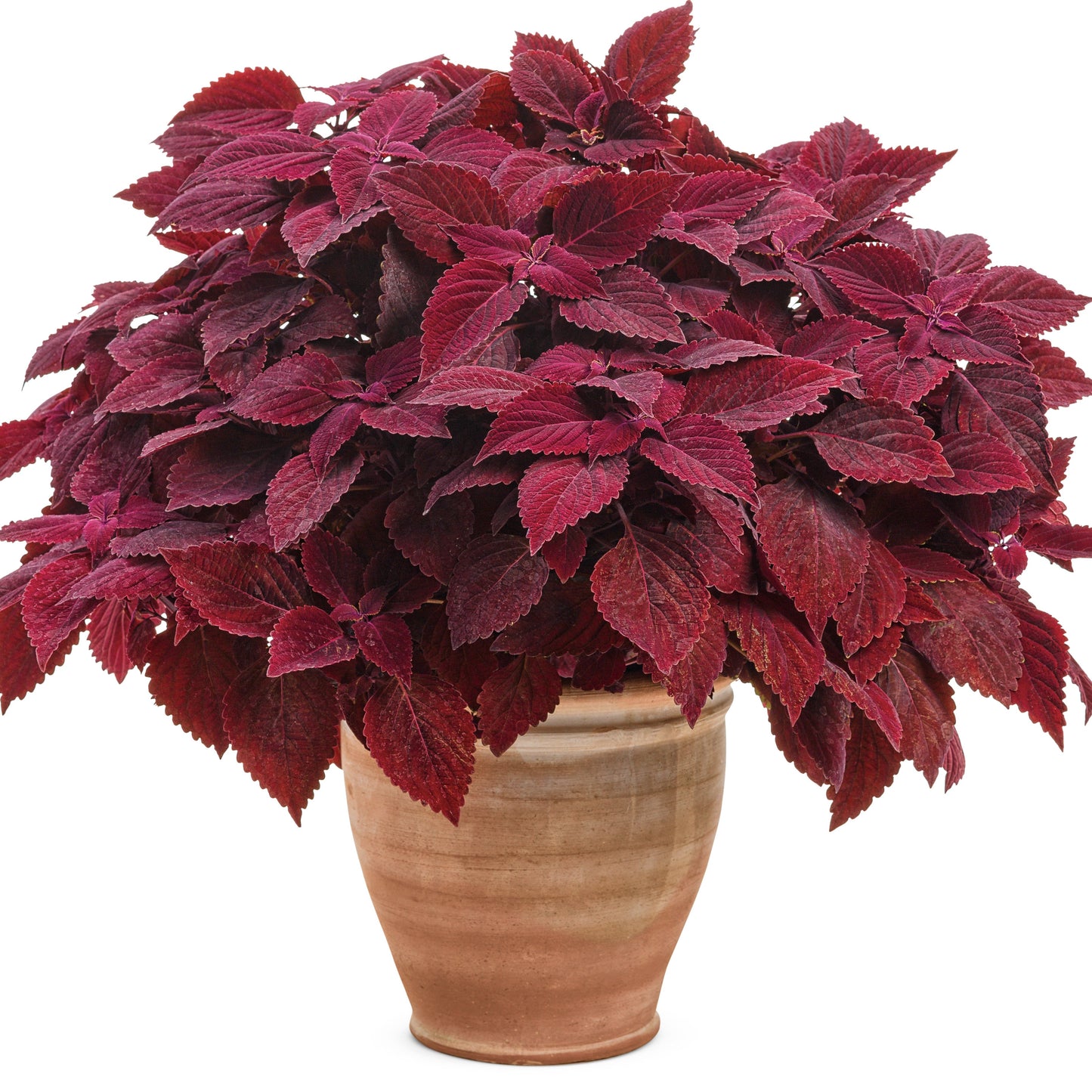 Limited Edition Royale™ | ColorBlaze® Rediculous® Coleus (scutellarioides)