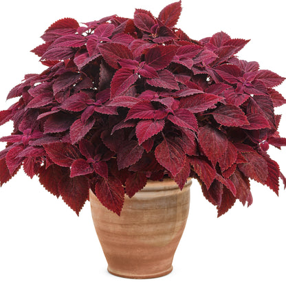 Limited Edition Royale™ | ColorBlaze® Rediculous® Coleus (scutellarioides)