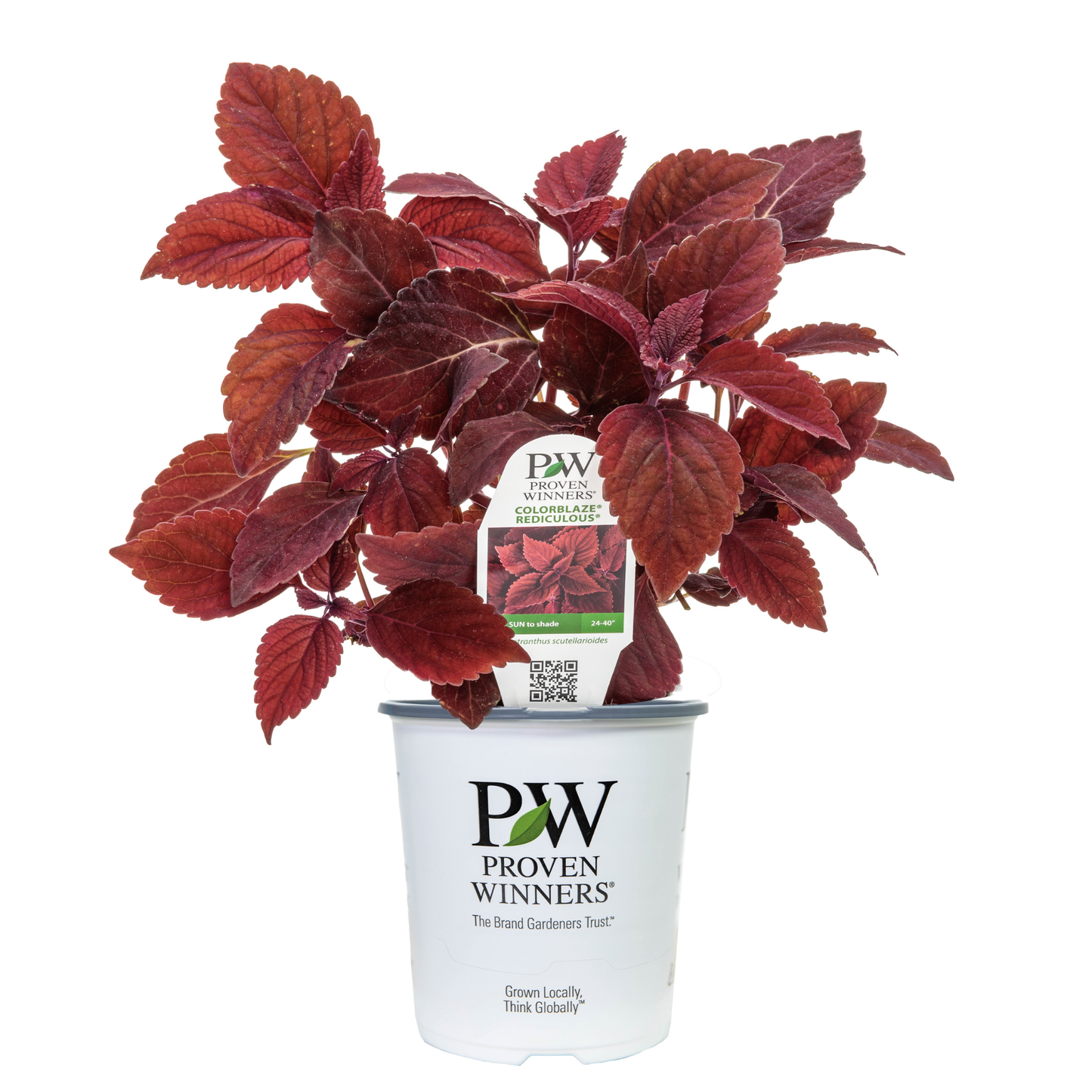 Limited Edition Royale™ | ColorBlaze® Rediculous® Coleus (scutellarioides)
