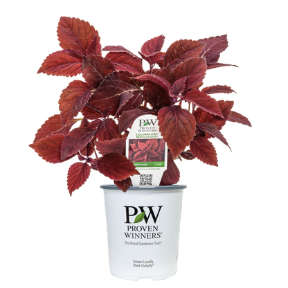 Limited Edition Royale™ | ColorBlaze® Rediculous® Coleus (scutellarioides)