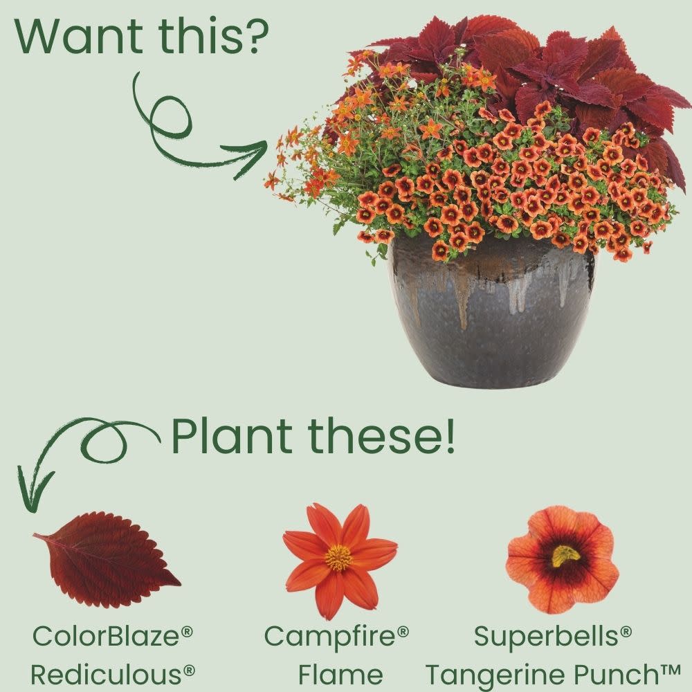 Limited Edition Royale™ | ColorBlaze® Rediculous® Coleus (scutellarioides)