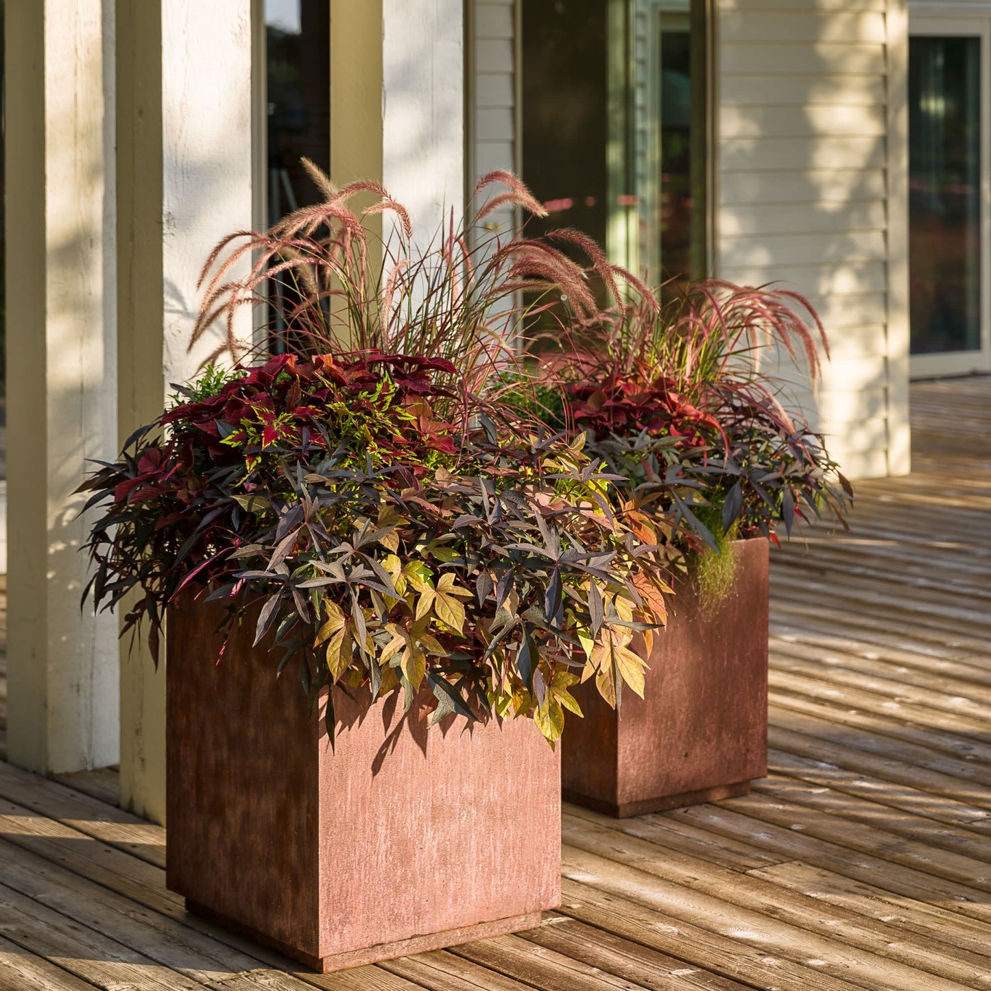 Limited Edition Royale™ | ColorBlaze® Rediculous® Coleus (scutellarioides)