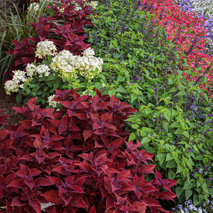 Limited Edition Royale™ | ColorBlaze® Rediculous® Coleus (scutellarioides)