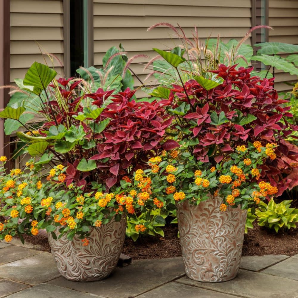 Limited Edition Royale™ | ColorBlaze® Rediculous® Coleus (scutellarioides)