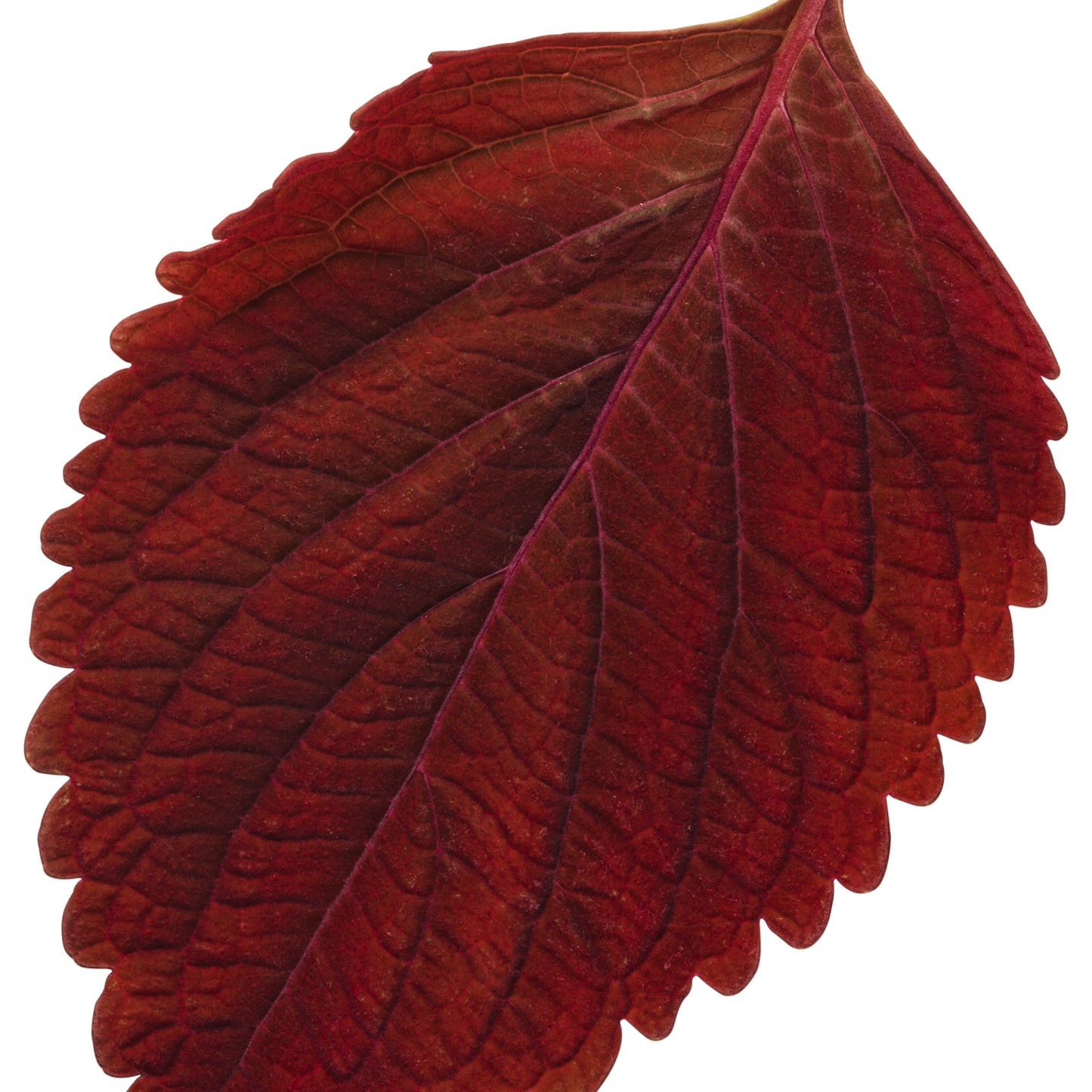 Limited Edition Royale™ | ColorBlaze® Rediculous® Coleus (scutellarioides)