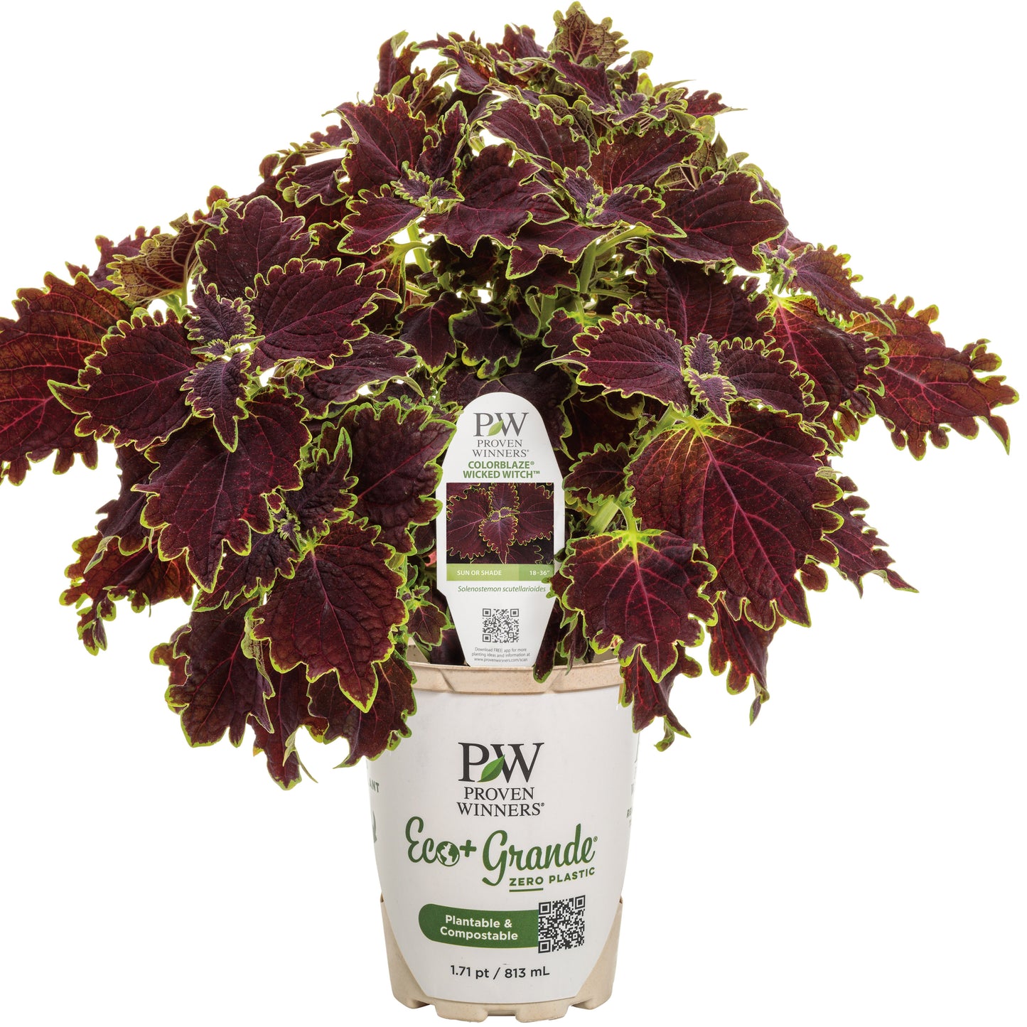 ColorBlaze® Wicked Witch™ Coleus (scutellarioides)