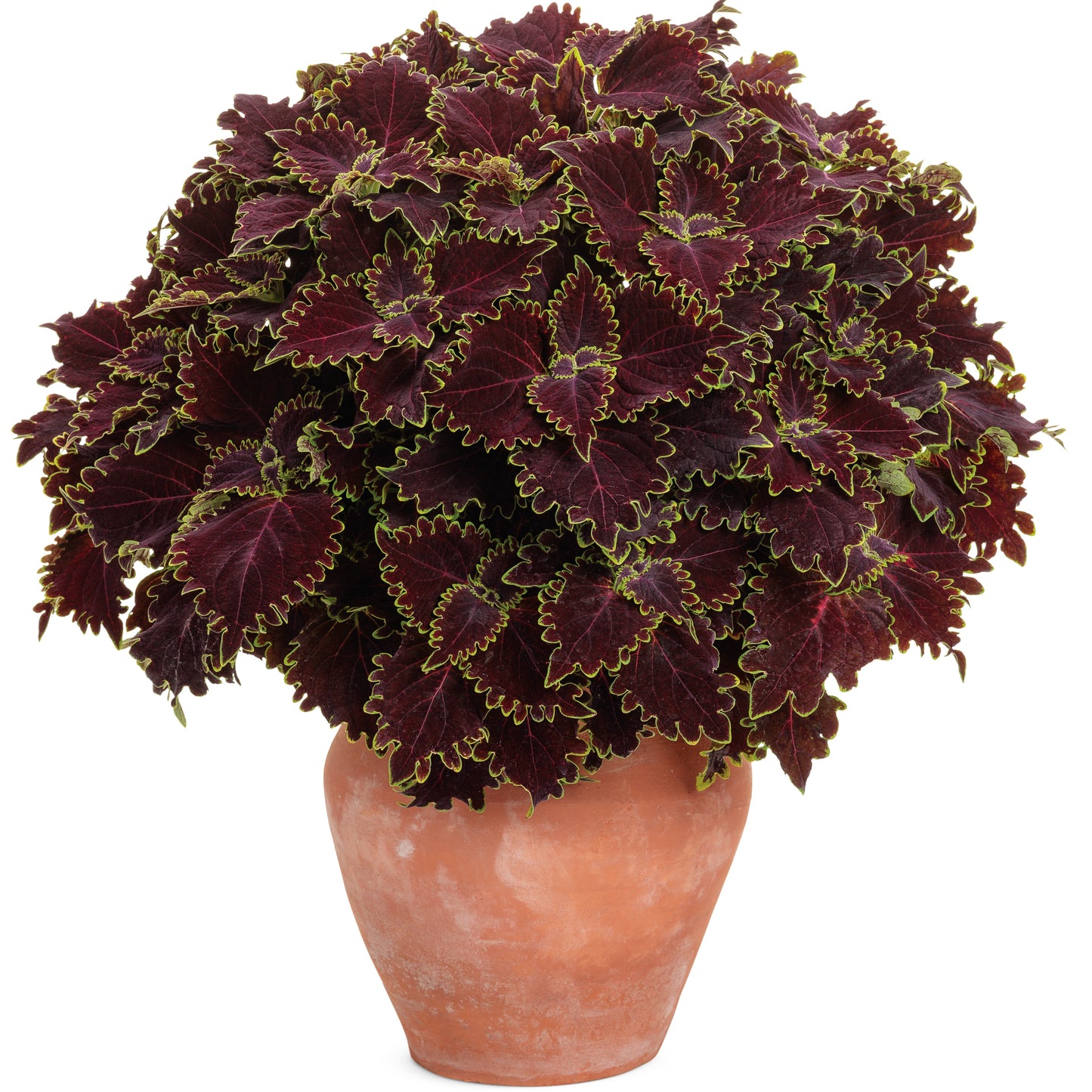 ColorBlaze® Wicked Witch™ Coleus (scutellarioides)