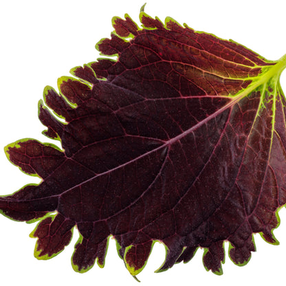 ColorBlaze® Wicked Witch™ Coleus (scutellarioides)