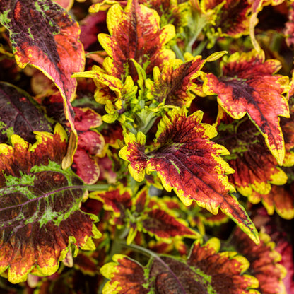 Limited Edition Royale™ | ColorBlaze® El Brighto Coleus (scutellarioides)