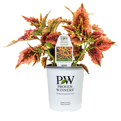 Limited Edition Royale™ | ColorBlaze® El Brighto Coleus (scutellarioides)