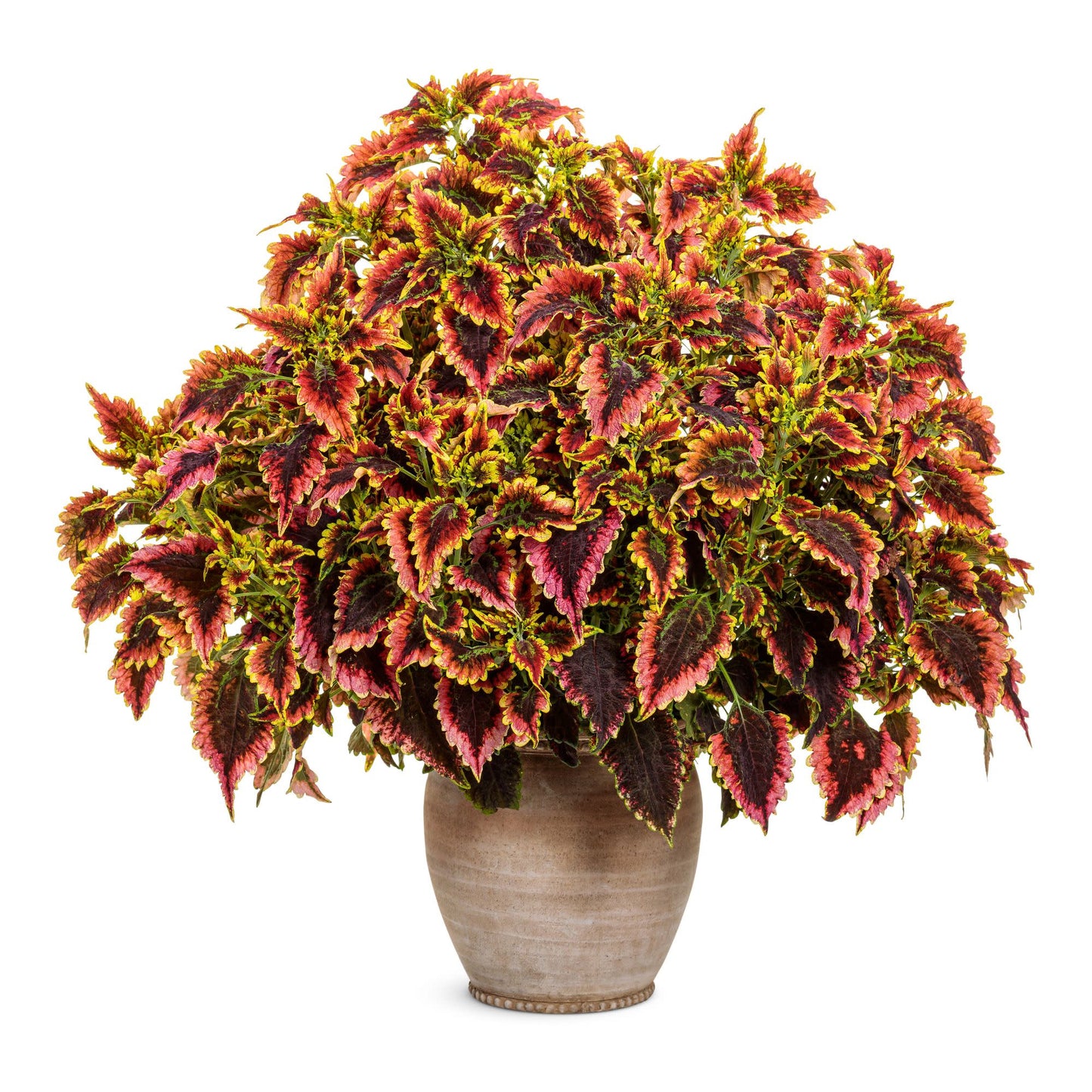 ColorBlaze® El Brighto Coleus (scutellarioides)