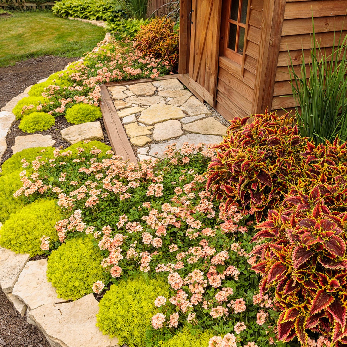 ColorBlaze® El Brighto Coleus (scutellarioides)