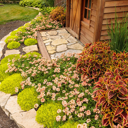 ColorBlaze® El Brighto Coleus (scutellarioides)
