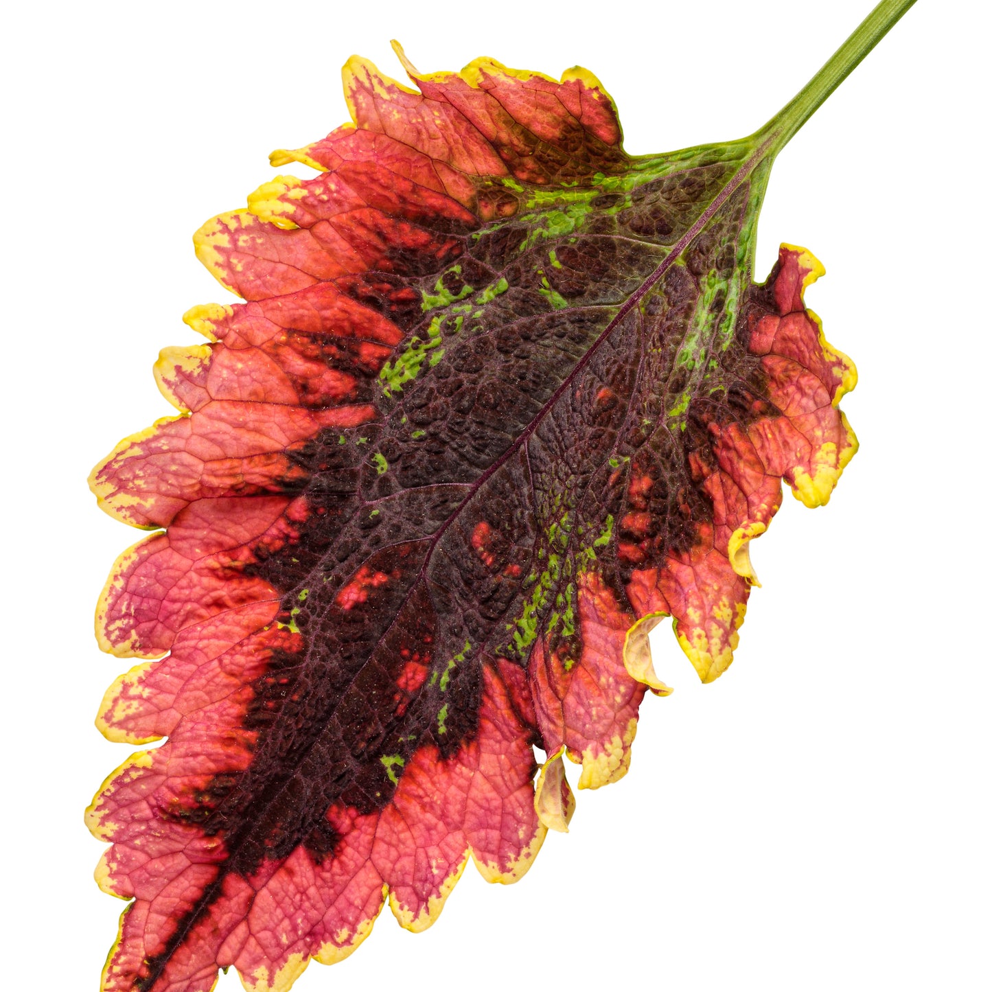 Limited Edition Royale™ | ColorBlaze® El Brighto Coleus (scutellarioides)