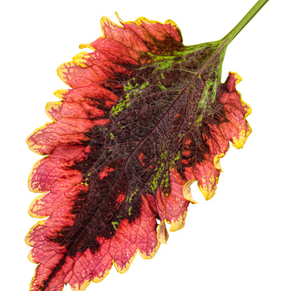 Limited Edition Royale™ | ColorBlaze® El Brighto Coleus (scutellarioides)