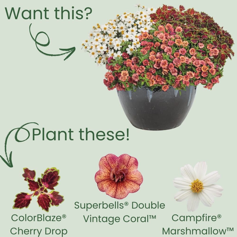 ColorBlaze® Cherry Drop Coleus (scutellarioides)