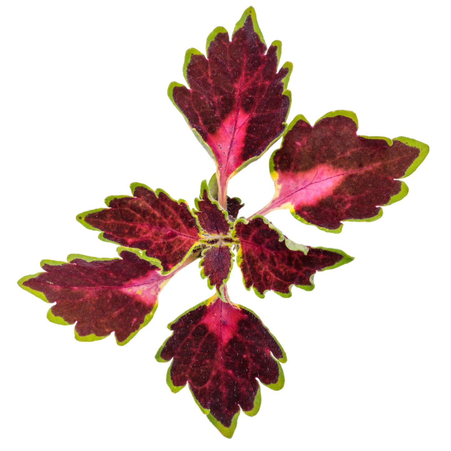 ColorBlaze® Cherry Drop Coleus (scutellarioides)