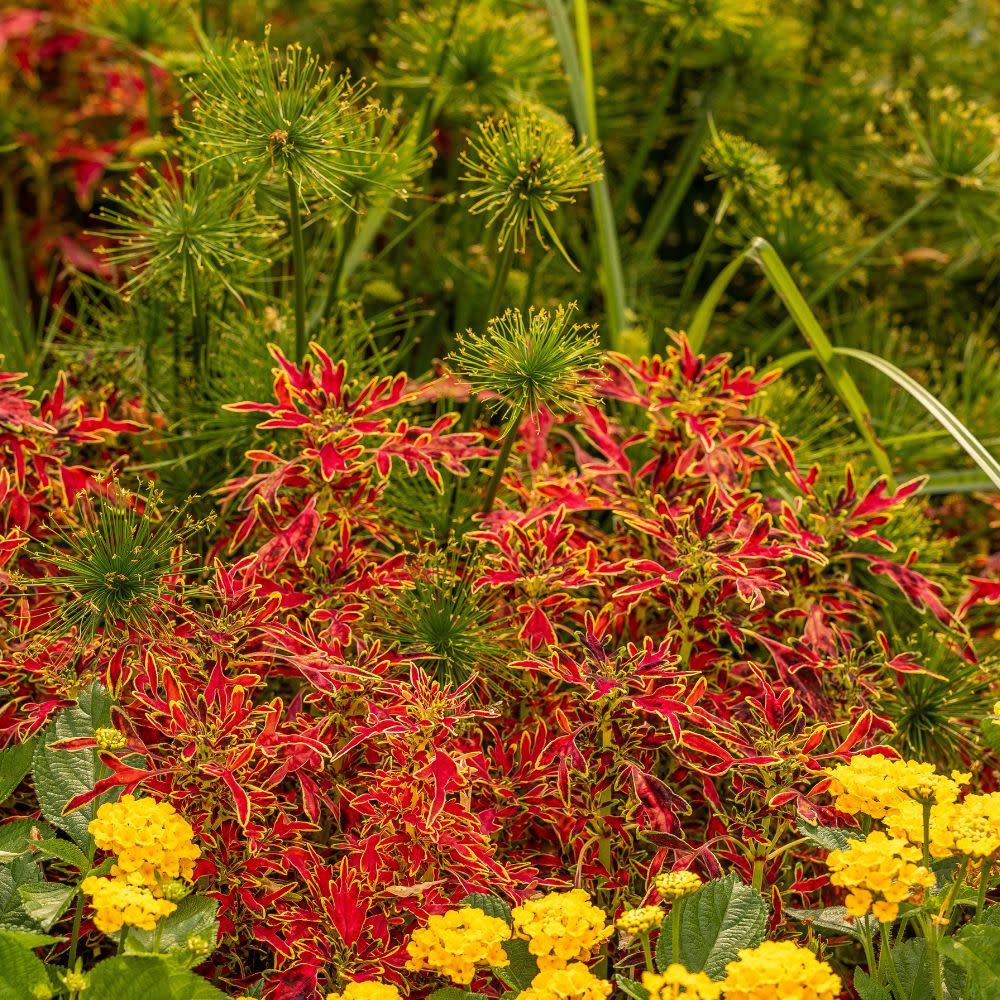 ColorBlaze® Mini Me™ Watermelon Coleus (scutellarioides)