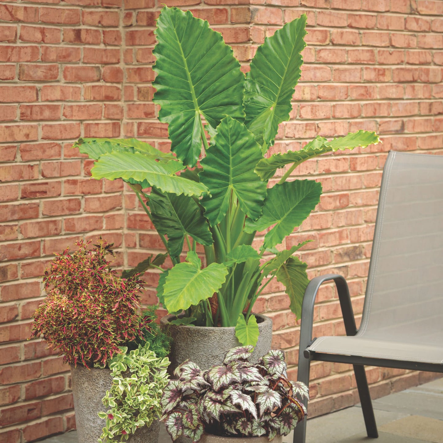 ColorBlaze® Mini Me™ Watermelon Coleus (scutellarioides)