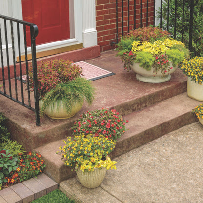 ColorBlaze® Mini Me™ Watermelon Coleus (scutellarioides)