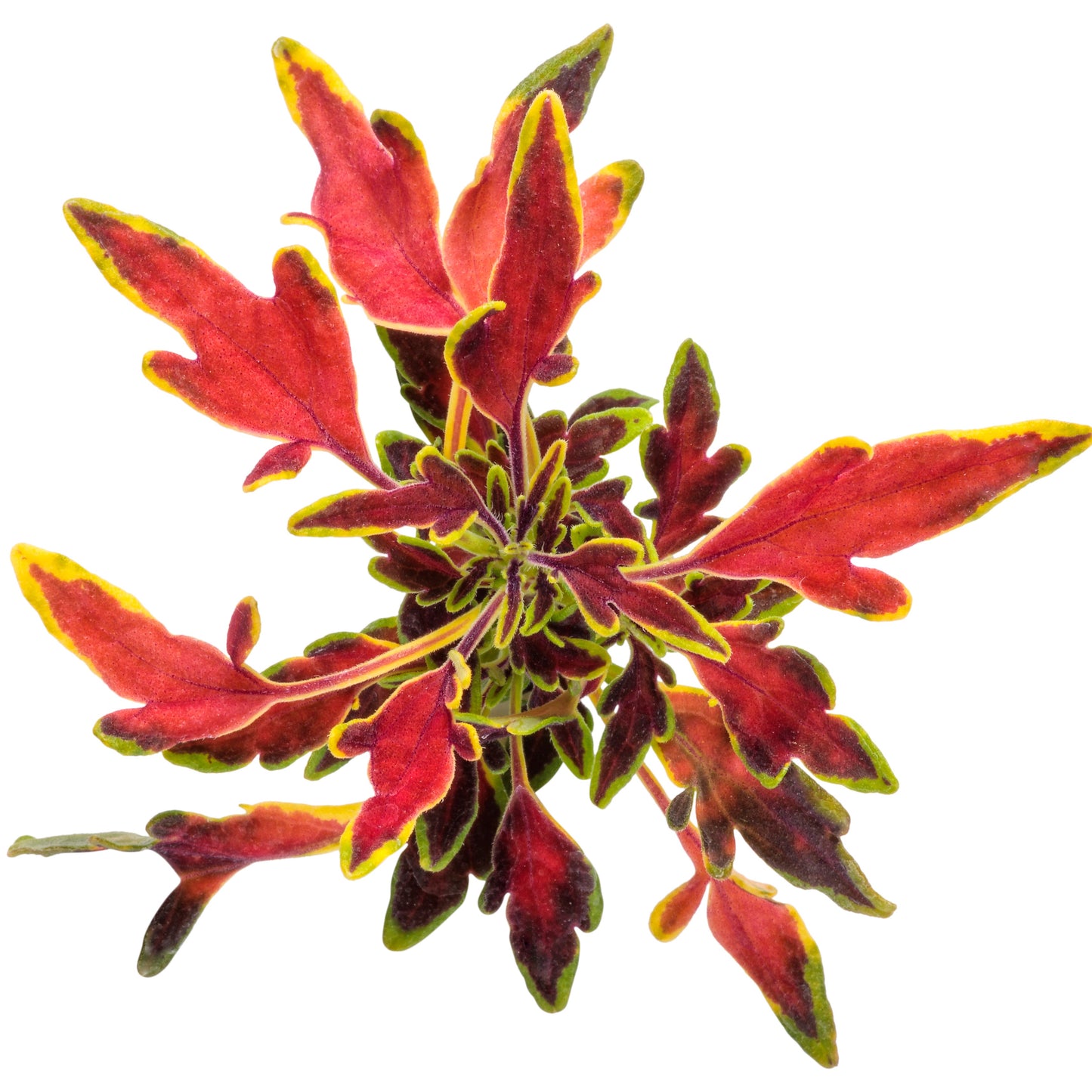 ColorBlaze® Mini Me™ Watermelon Coleus (scutellarioides)