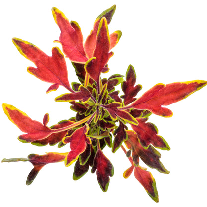 ColorBlaze® Mini Me™ Watermelon Coleus (scutellarioides)