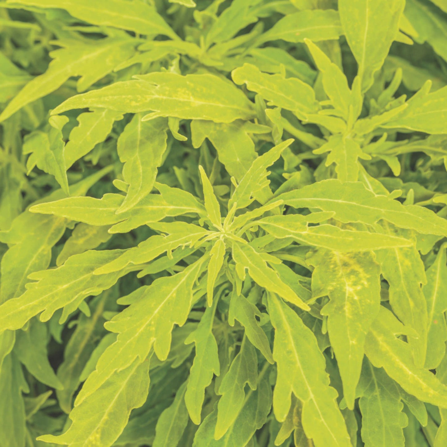 ColorBlaze® Mini Me™ Chartreuse Coleus (scutellarioides)