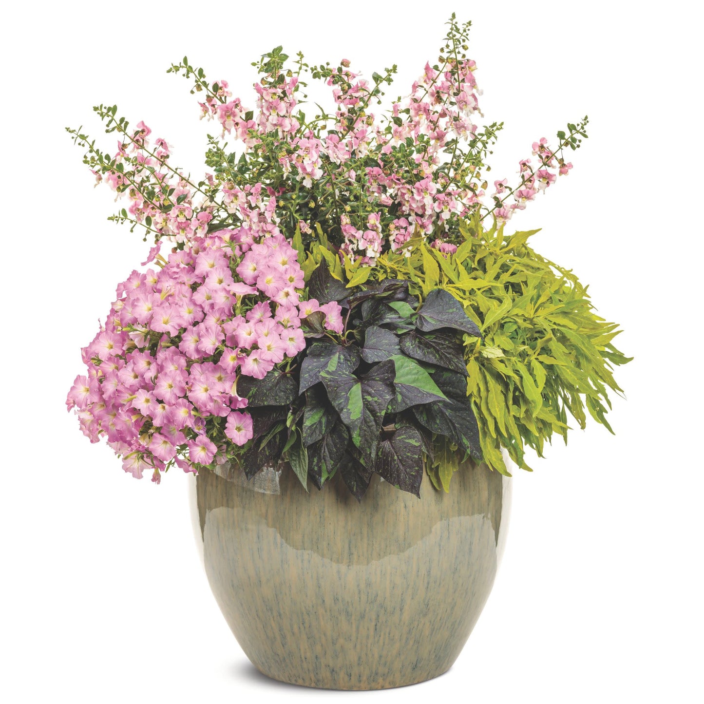 ColorBlaze® Mini Me™ Chartreuse Coleus (scutellarioides)